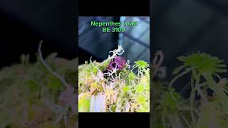 Nepenthes Lowii BE 3100 pitcherplant garden botanygarden carnivorousplant plantcommunity [upl. by Orelle]