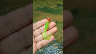 seperti ini cara yang benar pasang umpan softlure lure softlure umpan umpanjitu umpanmancing [upl. by Anivol404]