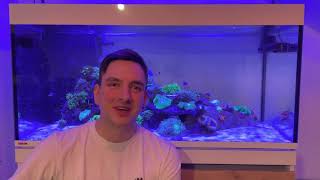 Korallen VLOG 1 — Lobophyllia  reefinstructor92 [upl. by Whitnell766]