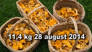 How to find lot of chanterelles 11 kg kantareller [upl. by Hudson]