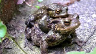 ► MATING TOADS amp EGGS [upl. by Ecital]