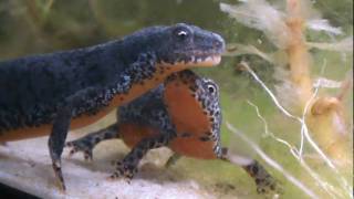 alpine newts courting behaviour Ichthyosaura alpestris alpestris [upl. by Nodyroc90]