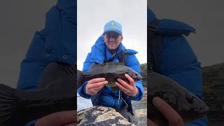 Wrasse Fishing Ireland fishingireland wrasse rod reel rockfishing fish [upl. by Leavitt]