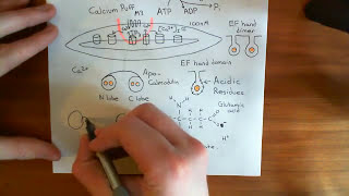 Smooth Muscle Contraction Part 6 [upl. by Ojyllek]