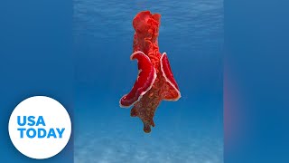 Underwater photographer spots a mysterious sea slug in Australia  USA TODAY [upl. by Herv]