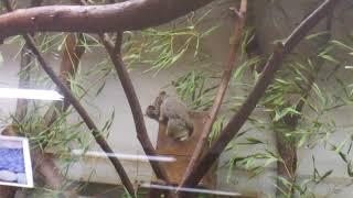 Ueno Zoological Gardens  Galao senegalensis ≪ Lesser Rsuhbaby ≫  ショウガラゴ [upl. by Trueman]