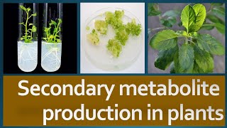 Secondary Metabolite production in plants [upl. by Naujit]