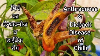 Anthracnose Fruit rot and Dieback of Chilli and Papper  Chilli Diseases  Dr Bhupendra Kharayat [upl. by Kcirdes]