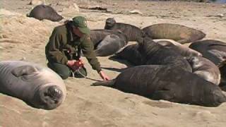 Elephant Seals Our Window to the Ocean [upl. by Rosabelle]