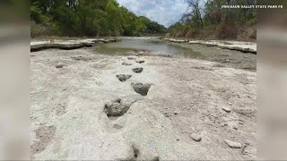 Large dinosaur tracks discovered in driedup Texas river [upl. by Lesley]