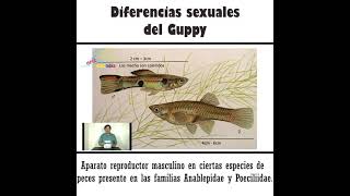 ¿Cómo diferenciar entre el Guppy macho y hembra [upl. by Wendall401]