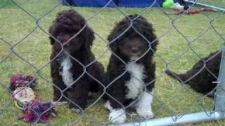 Lagottostar proudly introduces  Lagotto Romagnolo puppies aged 7 weeks [upl. by Fenelia213]