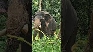 Peelandi Chandru  Kodanadu Elephant Camp arikomban chakkakomban elephant [upl. by Euqinorev]