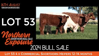 Lot 53 4 x Commercial Shorthorn Heifers 12 14 months [upl. by Esinrahc]