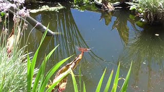 Swimming Pool to Natural Pond Conversion  Episode 5 [upl. by Maurine]