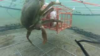 GoPro Pier Crabbing 13 [upl. by Nnor]