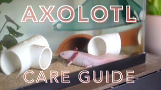 AXOLOTL CARE GUIDE how to care for an axolotl for beginners [upl. by Anelrad]