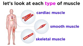 Types of Tissue Part 3 Muscle Tissue [upl. by Jahncke]