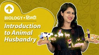 Introduction to Animal Husbandry  Hindi  Biology [upl. by Nahpets68]