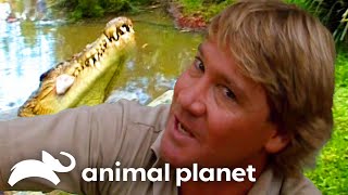 Steve Irwins Big Croc Diaries at Australia Zoo  The Crocodile Hunter  Animal Planet [upl. by Eiramave]