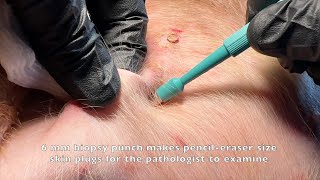 PUNCH skin biopsy in a dog [upl. by Torres]