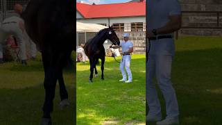 Champion pokazujeżdżenia konie jeździectwo pokazkoni targirolniczeagroshow2024 [upl. by Etteoj]