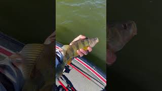 perch yellowperch bigperch lakecascade swate bassfishing spinningrod tritonboats fishing [upl. by Brine]