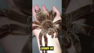 Tarantula Goliat  Datos Curiosos  shortsvideo viral animales ballenas naturaleza shortvideo [upl. by Calondra]