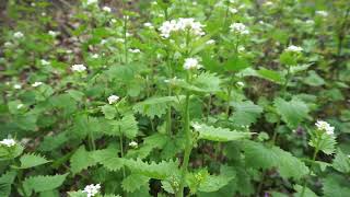 Czosnaczek pospolity  Alliaria petiolata A officinalis [upl. by Nerehs]