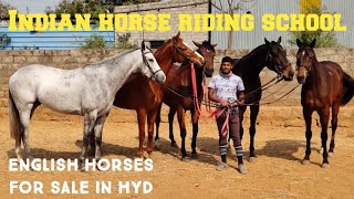 thoro bred horses in Hyderabad  English horse in Indian horse riding school hyd [upl. by Fidelas]