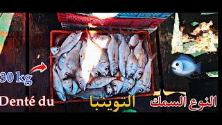 تعرف على النوع السمك التوينبا افضل الاسماك المتوفرة بكثرة في البحر الابيض الاسماك السمك fishing [upl. by Jorin]