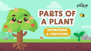 Parts Of A Plant Definitions amp Functions  Primary School Science Animation [upl. by Burta]