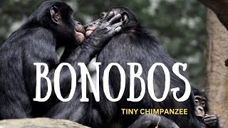 BONOBOS  TINY CHIMPANZEE [upl. by Devondra]