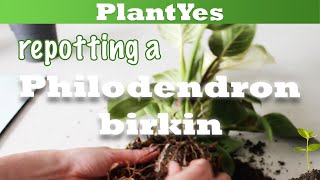 Repotting a Philodendron birkin 🌿🦓 [upl. by Aneetsyrk]