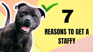 6 Reasons You Should Get A Staffy  Own A Staffordshire Bull Terrier [upl. by Ario845]