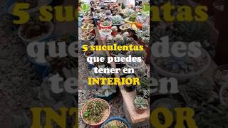 5 suculentas que puedes tener en interior [upl. by Oironoh]