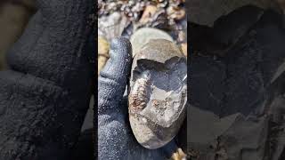 Can you spot how many Ammonites are in this freshly cracked nodule 👀 fossilhunting fossils shorts [upl. by Niahs]