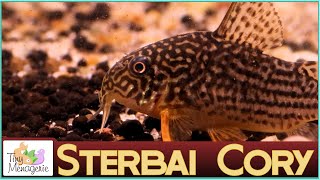 All About Sterbai Corydoras The Chunky Darling of Corys [upl. by Leira803]