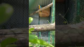 quotMeet our stunning Blue and Yellow Macaw breeding pair 💙💛 The future looks bright with these two [upl. by Juan]