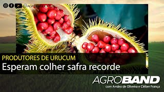 Produtores esperam colher safra recorde de Urucum na região [upl. by Luoar]