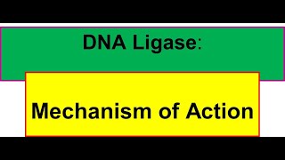 T4 DNA Ligase  Mechanism of Action Phosphodiester bond formation [upl. by Ribak]