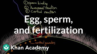 Egg sperm and fertilization  Behavior  MCAT  Khan Academy [upl. by Annel]