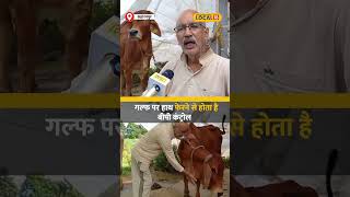 Desi Cow Benefits इस किसान के पास है चमत्कारी गाय हाथ फेरने से होता है BP कंट्रोल local18shorts [upl. by Dyanne930]