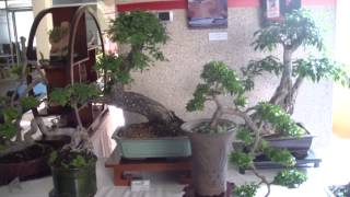 Bonsai en Venezuela Taller de Penjing Maracaibo Expo [upl. by Nadirehs183]