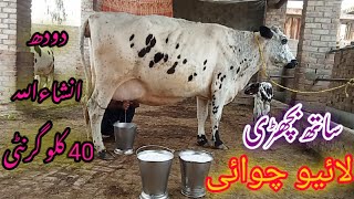 big cow  pure friesian chulstani cross cow for sale in Pakistan03061061151 27022024 cow [upl. by Handel]