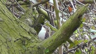 Treecreeper  Birdwatching England [upl. by Kilam]