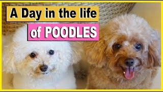 A Day in the Life of My TOY POODLES  Poodle Mom [upl. by Calder]