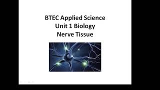 BTEC Applied Science Unit 1 Biology Nerve Tissue [upl. by Rinaldo197]