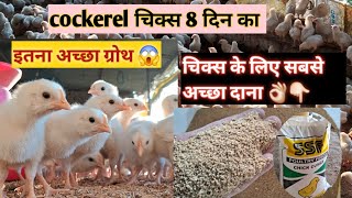 cockerel चिक्स का 8 दिन 🐤 best quality feed Poultry farming business plan cockerel Poultry farming [upl. by Llirrehs]