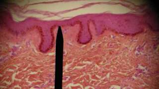 EPITHELIAL TISSUES HISTOLOGY ANATOMY Skin Intestine Professor Fink [upl. by Nnyllatsyrc]